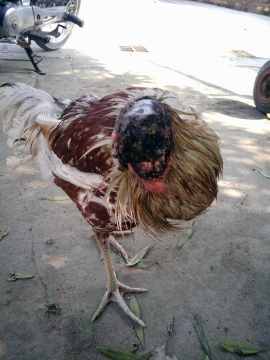 Этот цыпленок «выжил в течение девяти дней после того, как его голову отрубили», - и интернет не справляется с массой обсуждений
