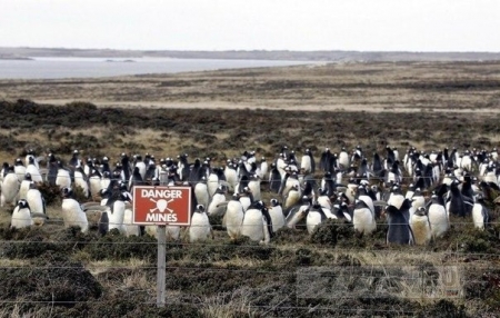 Минные поля – идеальная среда обитания пингвинов