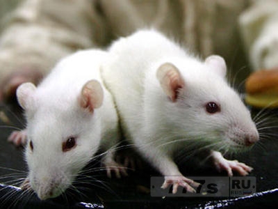 Японские ученые опробовали на мышах мужской оральный контрацептив