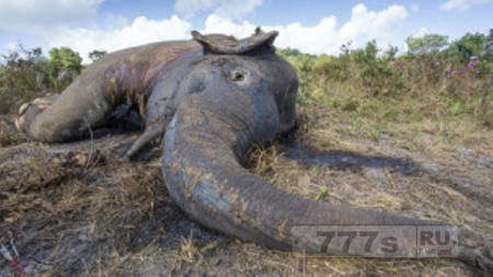 В Африке браконьеры травят слонов цианидом