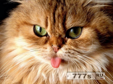 Русские коты самые бесстрашные в мире