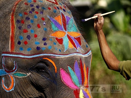 Новогодний фестиваль слонов.