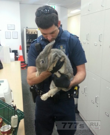 Полиция поймала незаконного кролика