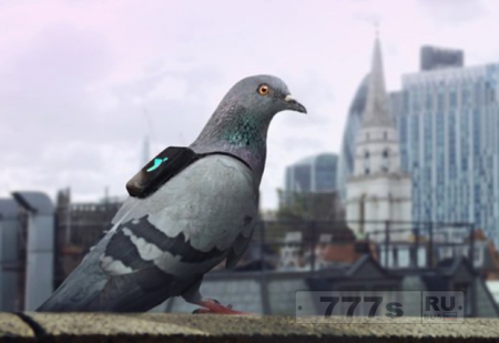В Лондоне появились голуби с рюкзаками