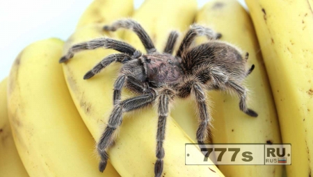 Пара находит большого паука в связке бананов