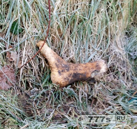 Отрубленная нога человека, найденная в кустах, скорей всего пособие из университета