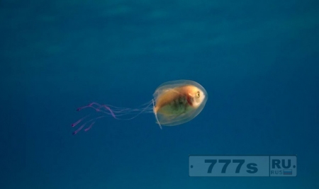 Эта рыба попала в ловушке внутри медузы