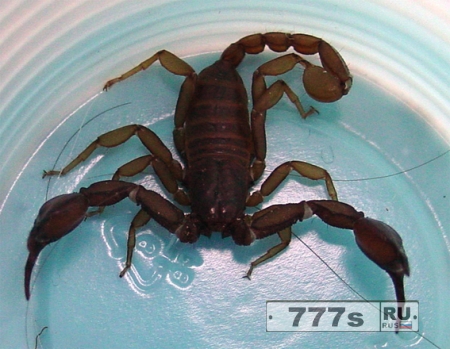 Женщина нашла ядовитого скорпиона в спальне, как в кошмарном сне