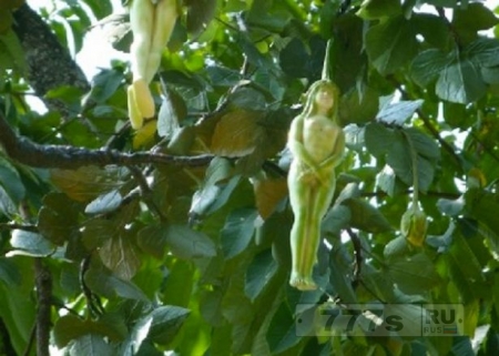 Таинственное дерево, которое «приносит свои плоды в виде ЖЕНЩИН», растет в Таиланде