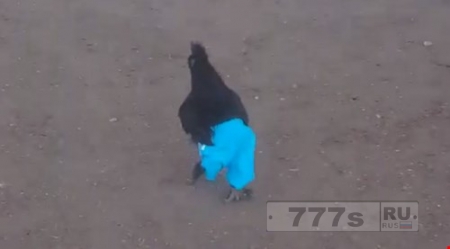 Просто цыпленок бегает в синих штанах