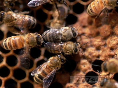 Большое скопление пчел привело к тому, что мёд начал сочиться из больничных стен