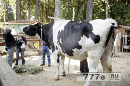 Бычок в Калифорнии претендует на самого высокого крупного рогатого скота в мире