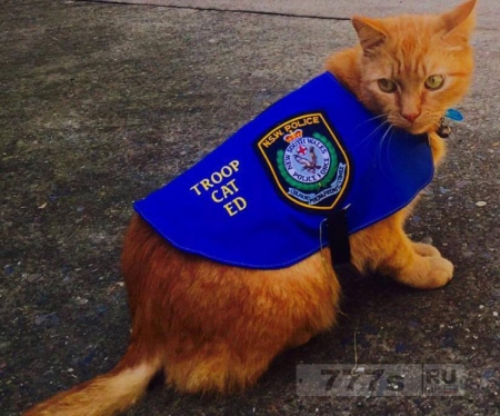 Полицейский кот Эд содержит улицы Австралии в безопасности
