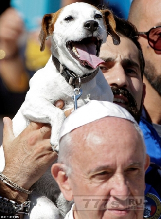 Фотография Папы на встрече с еженедельной аудиторией была испорчена улыбающейся собакой
