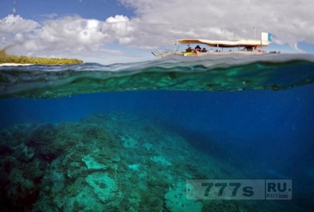 Большой Барьерный риф не умер - но он находится в опасности