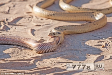 Шокирующий момент голодная кобра целиком ест другую змею