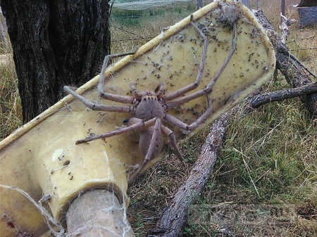Встречайте гигантского паука Охотника размером с человеческую голову