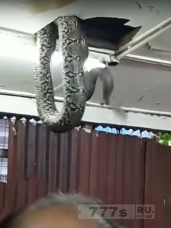 Большая змея выпадает из потолочной плитки в ресторане полном посетителей