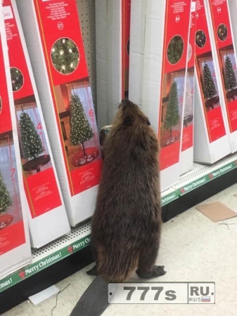 Бобра застали, когда он выбирал рождественские покупки