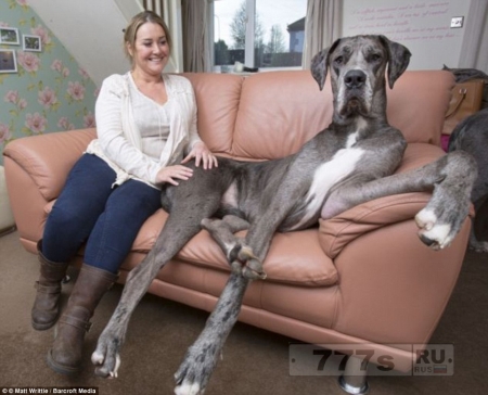 Это Фредди, самая большая собака в мире