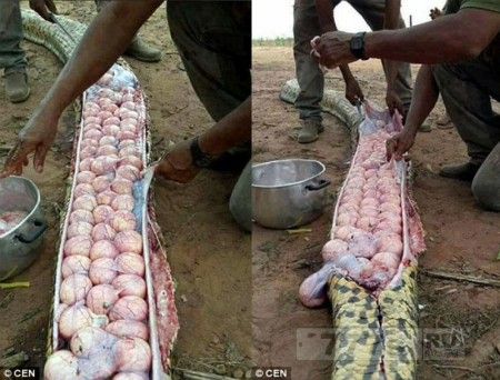Происшествия: африканцы вскрыли пятиметровую змею