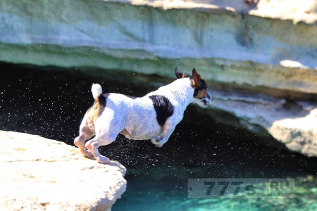 Храбрый терьер джек рассел ныряет в воду с 4-метровой скалы со своим владельцем.