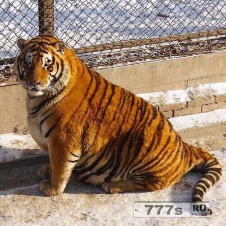В китайском зоопарке среди тигров началось повальное ожирение.
