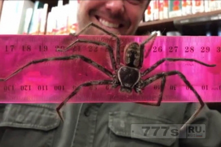 Этот паук настолько огромен, что он будет приходить к вам в кошмарах снах.