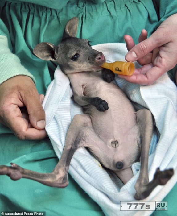 Смотрители зоопарка в Окленде с рук кормят ребенка валлару и держат его в импровизированном мешке, так как его мать умерла от инфекции.