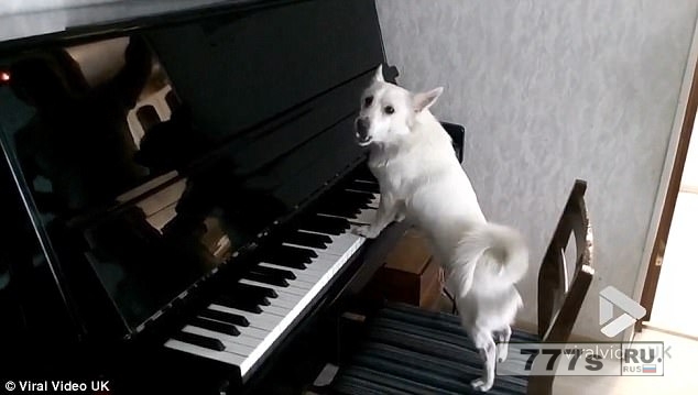 Очаровательная собачка играет на фоно и поет. Это интернет хит между прочим.