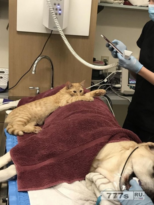 Котенок Нор почетный медбрат у ветеринара и он успокаивает испуганных собак.