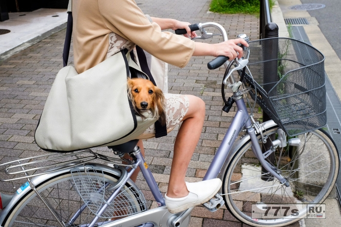 Домашние животные в колясках или как японские владельцы поразному подходят к выгулу своих собак.