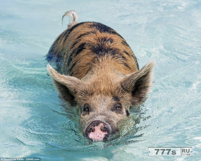Знаменитые плавающие свиньи с Багамского острова резвятся в кристально чистых водах.