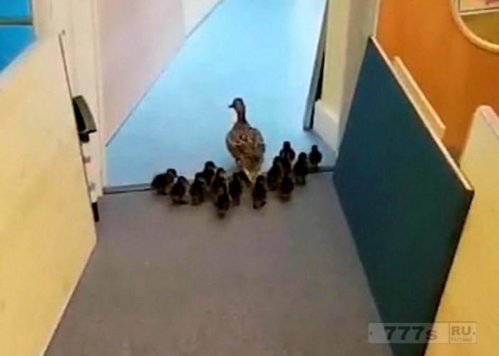 Восхитительный момент, мама утка ведет утят через пустую начальную школу.