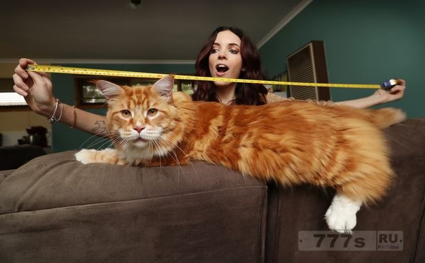 Длина кота Омара 1,20 метра, а вес почти 15 кг.