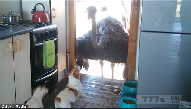 Невоспитанные страусы крадут еду у двух Джеков Расселлов.
