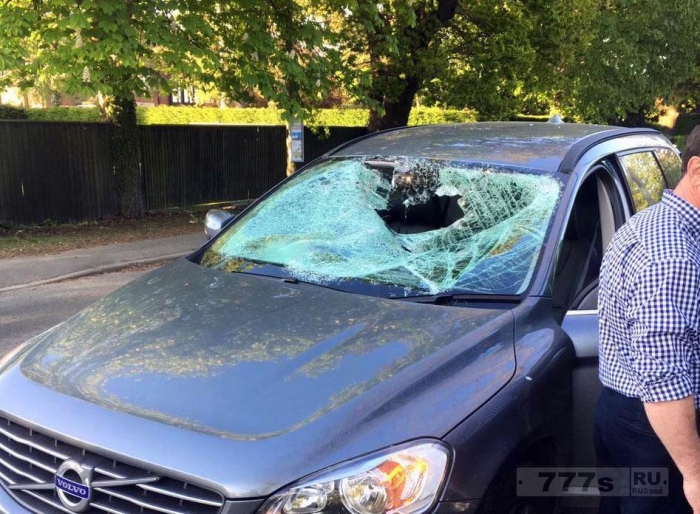 Девочка избежала смерти, когда олень влетел через лобовое стекло автомобиля.