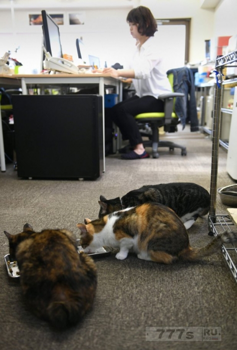 Работники этого офиса в Японии все время играют с кошками, когда не заняты работой.