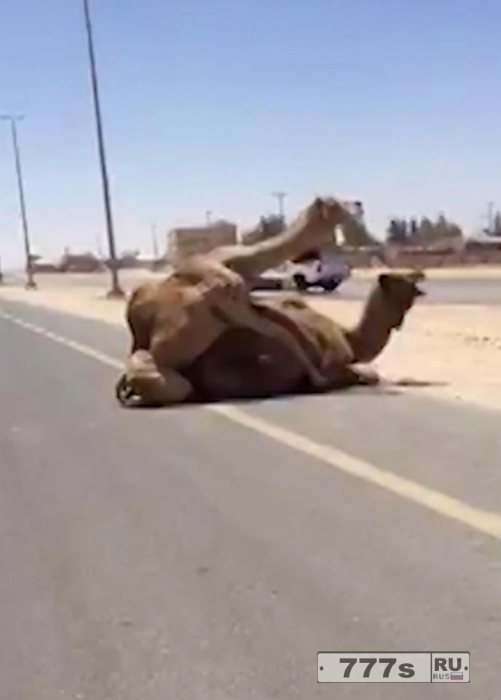Группа британцев была ошеломлена, когда верблюды стали спариваться остановив движение по автостраде.