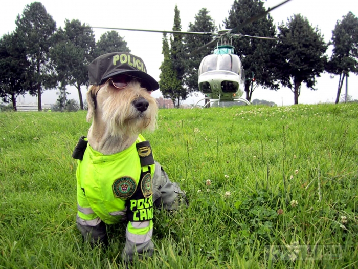 Бродячую собаку взяли на работу в полицию.