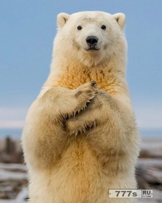 У полярного медведя явно хорошее настроение, он танцует «Макарену», улыбаясь на камеру.