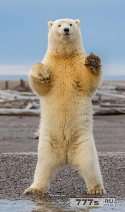 У полярного медведя явно хорошее настроение, он танцует «Макарену», улыбаясь на камеру.