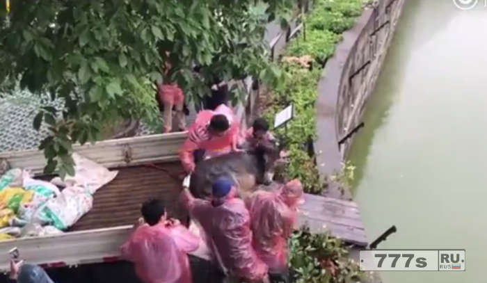 Шокирующий момент, в китайском зоопарке тигров кормят живым ослом.  (Предупреждение неприятные кадры).