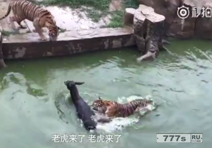 Шокирующий момент, в китайском зоопарке тигров кормят живым ослом.  (Предупреждение неприятные кадры).