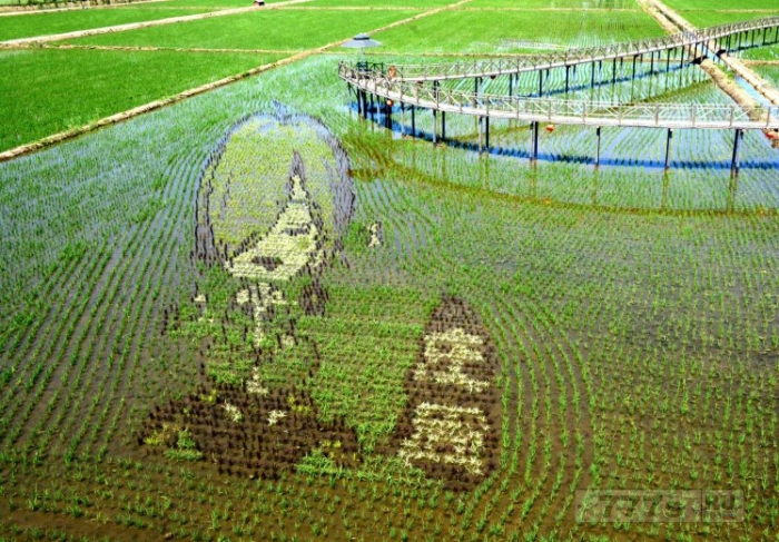 Фермеры в Китае создали невероятно красивые картины на рисовых полях.
