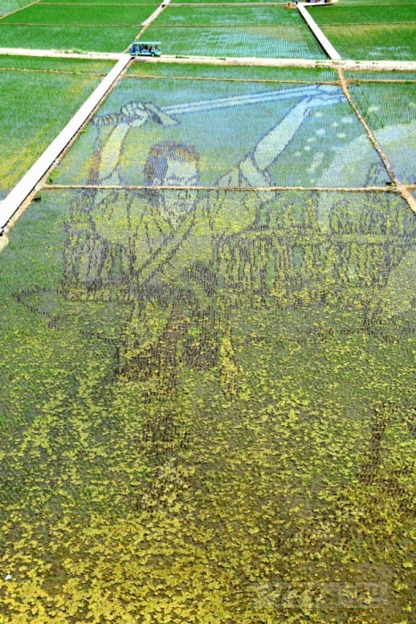 Фермеры в Китае создали невероятно красивые картины на рисовых полях.