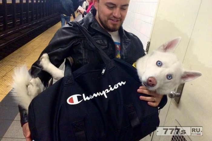 Засуньте своих собак себе в сумку: Удивительные фотографии перевозки собак в Нью-Йоркском метро.