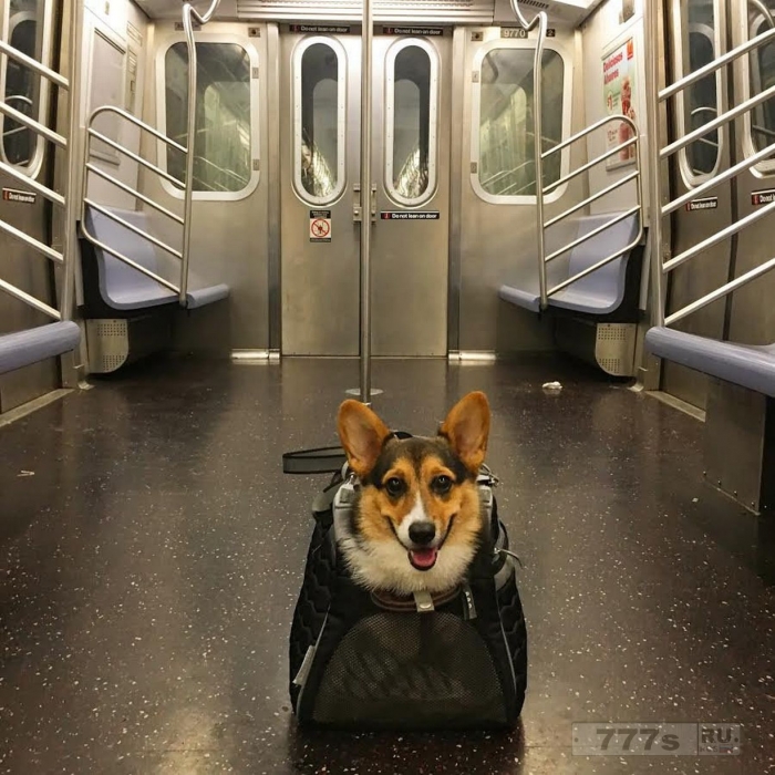 Засуньте своих собак себе в сумку: Удивительные фотографии перевозки собак в Нью-Йоркском метро.