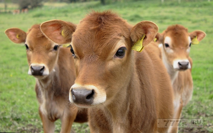 Почти десять процентов взрослых американцев считают, что шоколадное молоко получают от КОРИЧНЕВЫХ коров.