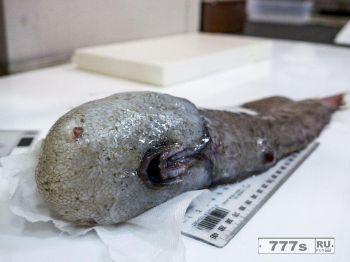 Эти странные морские существа были найдены в австралийской бездне.